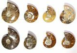 Lot: Polished Whole Ammonite Fossils - Pieces #116585-2